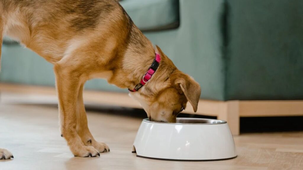 Budget-Friendly Ridgeback Meals Without Sacrificing Quality
