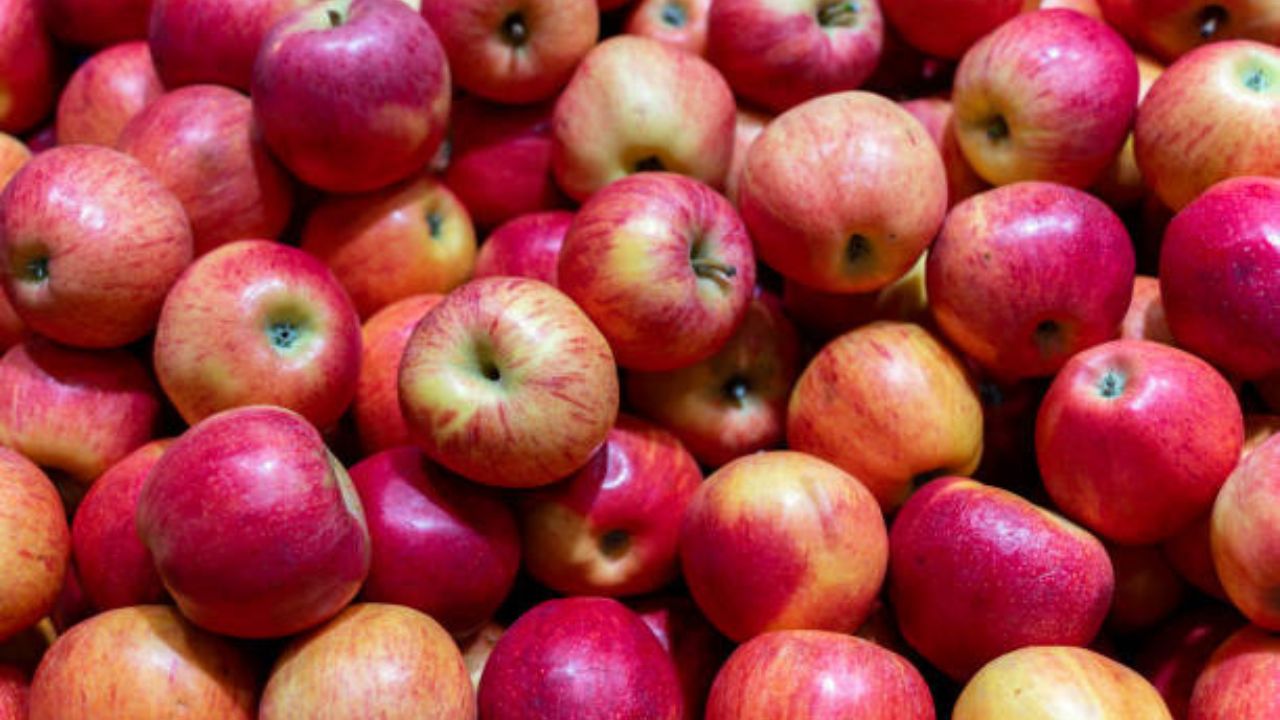 Chinese red apple_ a sweet and nutritious treat
