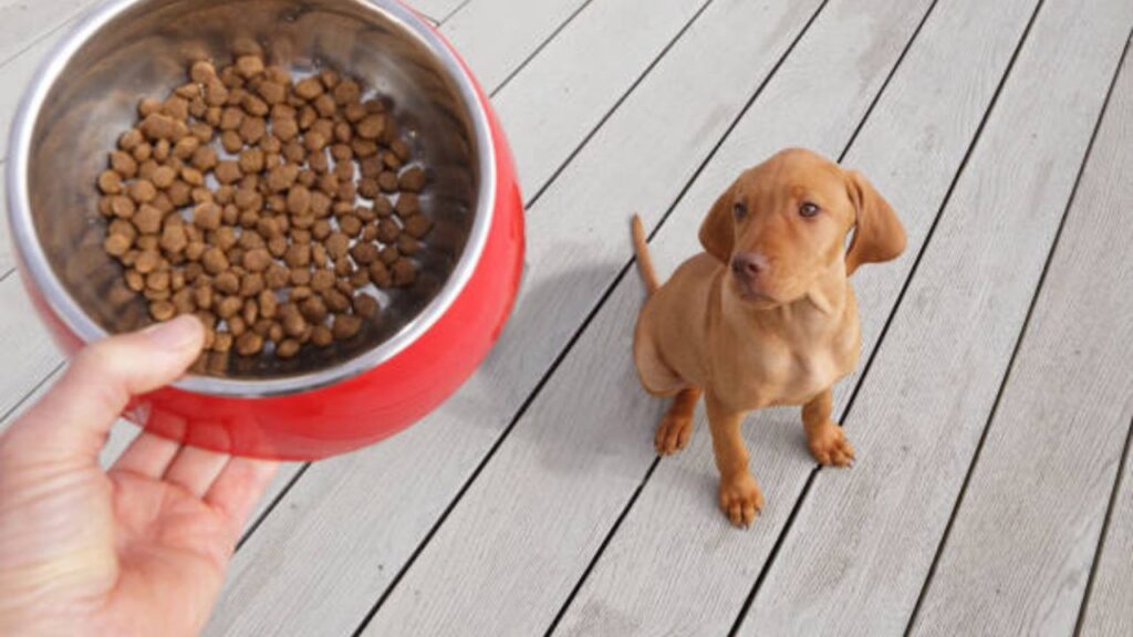 Puppy Power_ Building a Strong Foundation