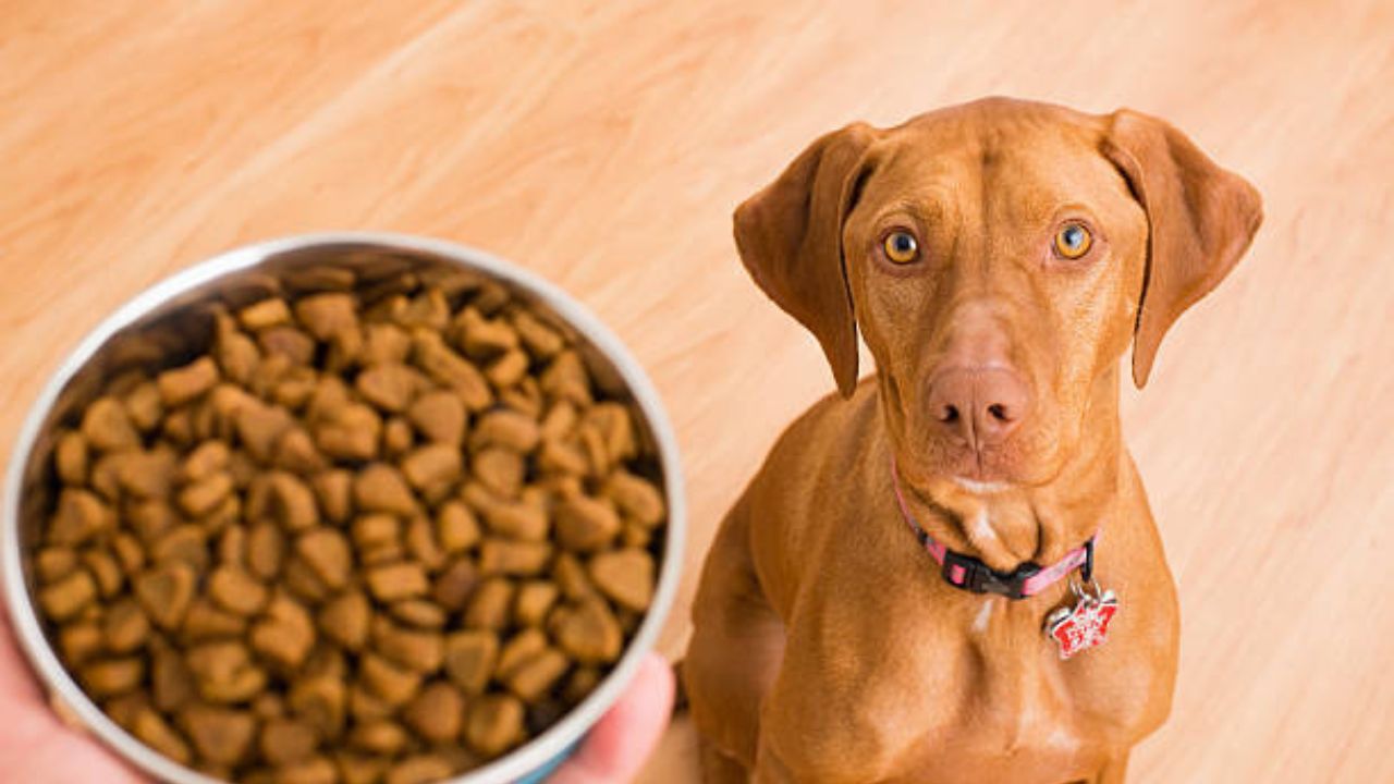 Ridgeback food Nutrition Pet-Suitable Diet