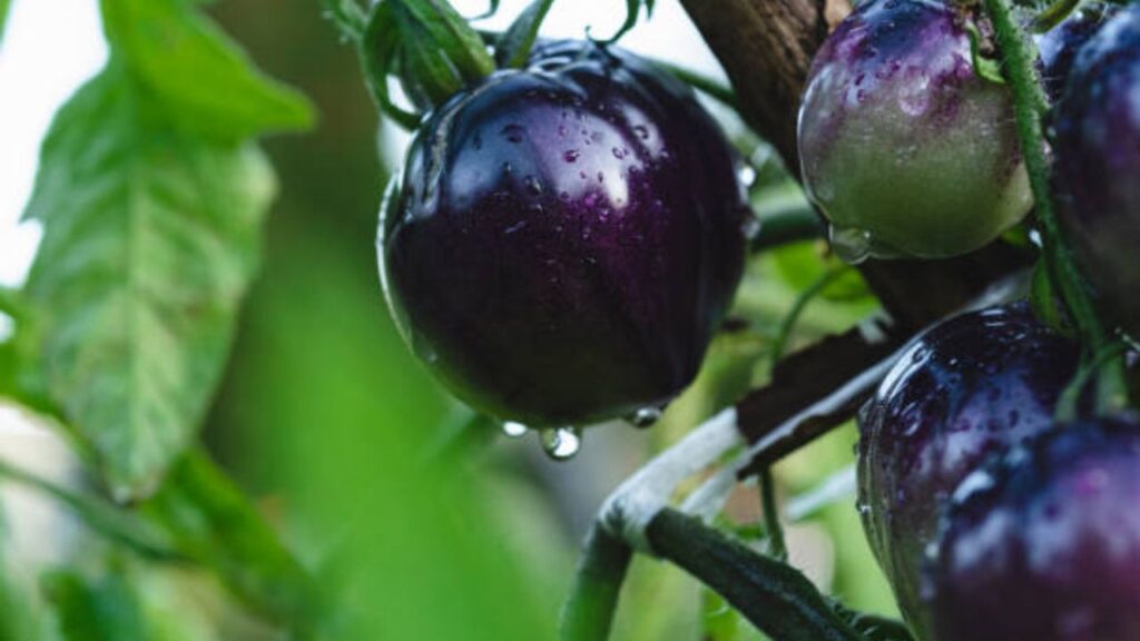 What Makes the Queen of the Night Tomato Special