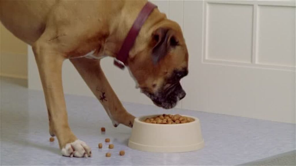 When to Switch Foods_ Signs Your Ridgeback Needs a Change