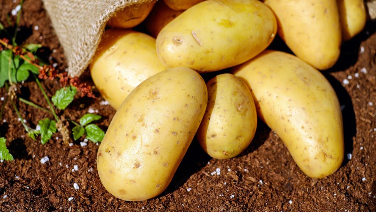 How far did sweet potatoes travel to texas