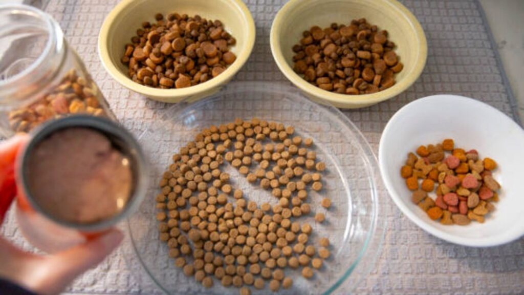 The Gut Feeling_ Why Digestive Health is Central to Superior Dog Food