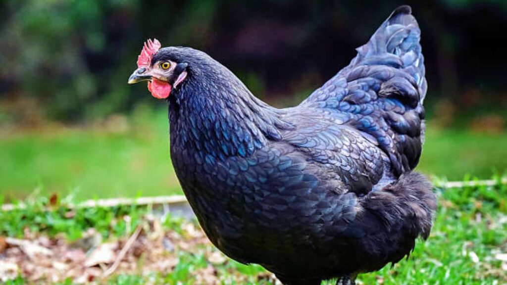 Benefits of Blue Star Chicken