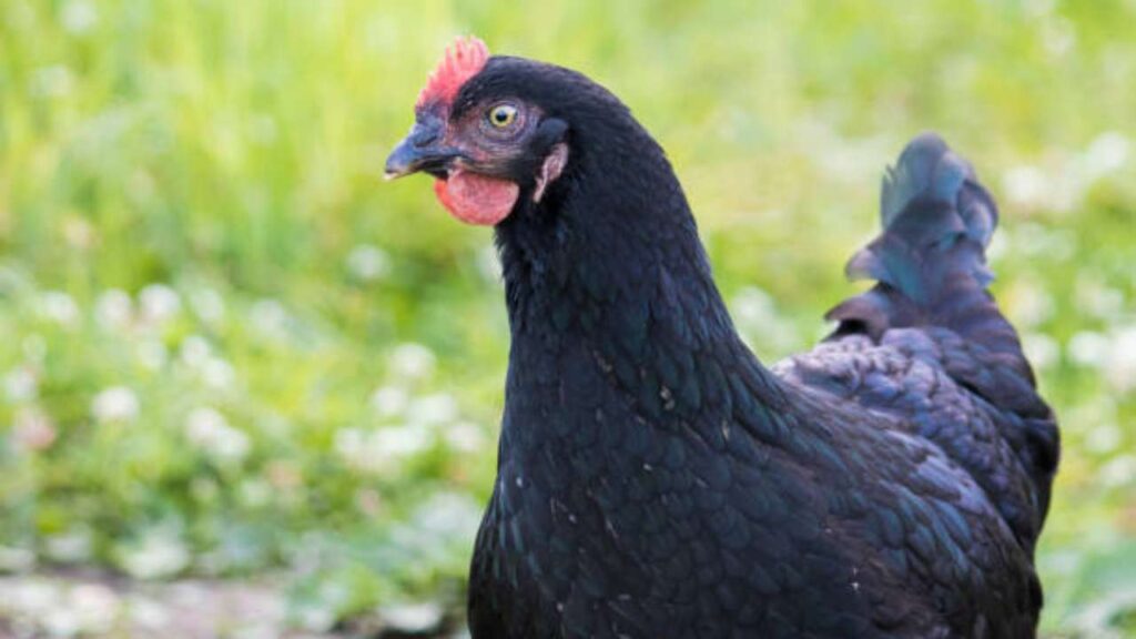 The Future of Poultry Farming