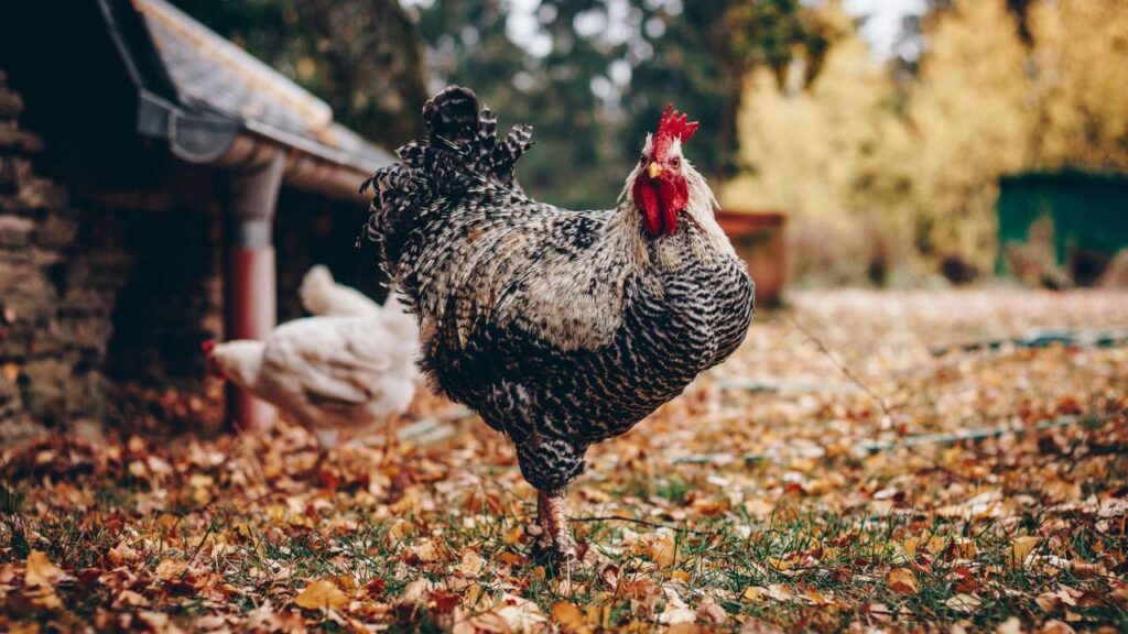 Understanding Blue Star Chicken